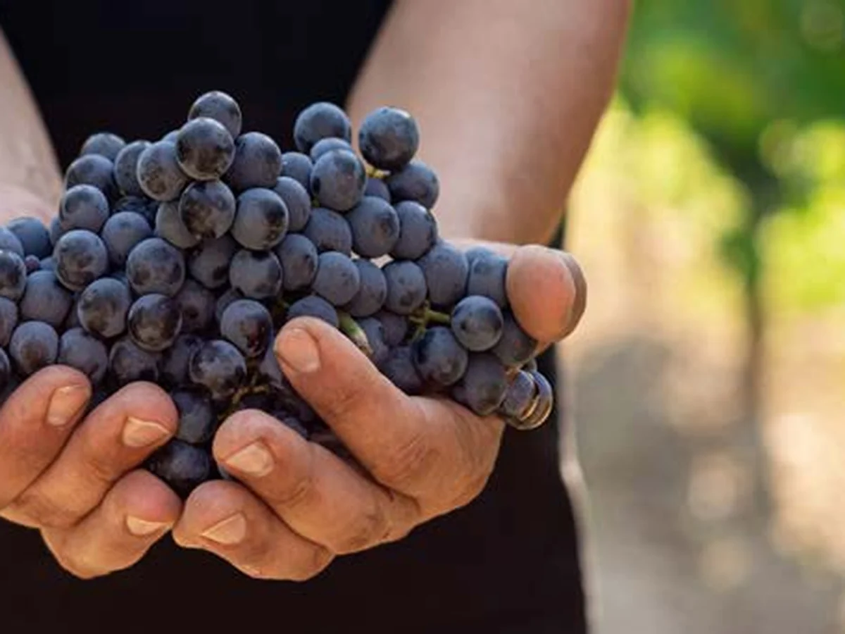 Grappoli di uva rossa appena raccolti nelle mani, a Borgo Nardi