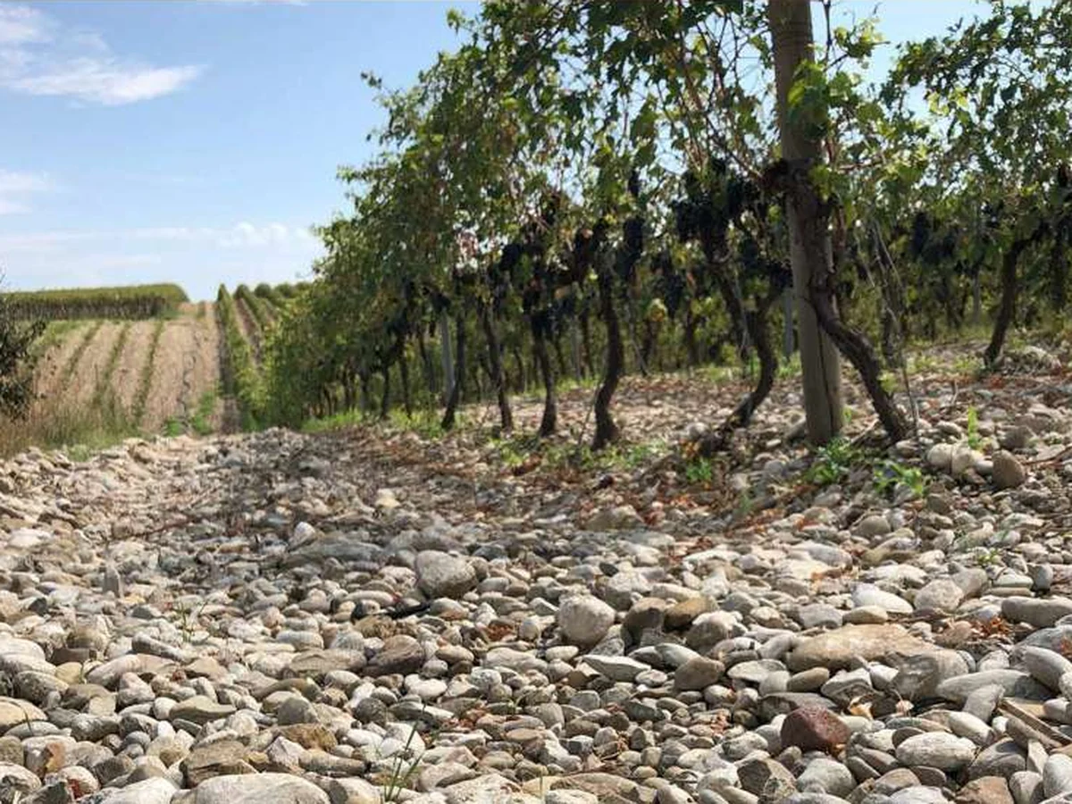 Filari su terreno di ciottoli nella vigna di Masseria Romano, a Ordona