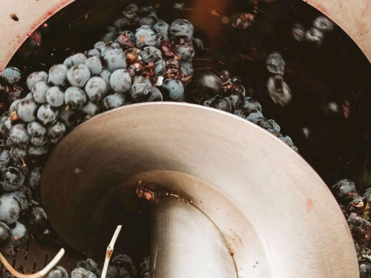 Uve autoctone in pigiatura nella cantina Monsignore, nella piana di Fasano