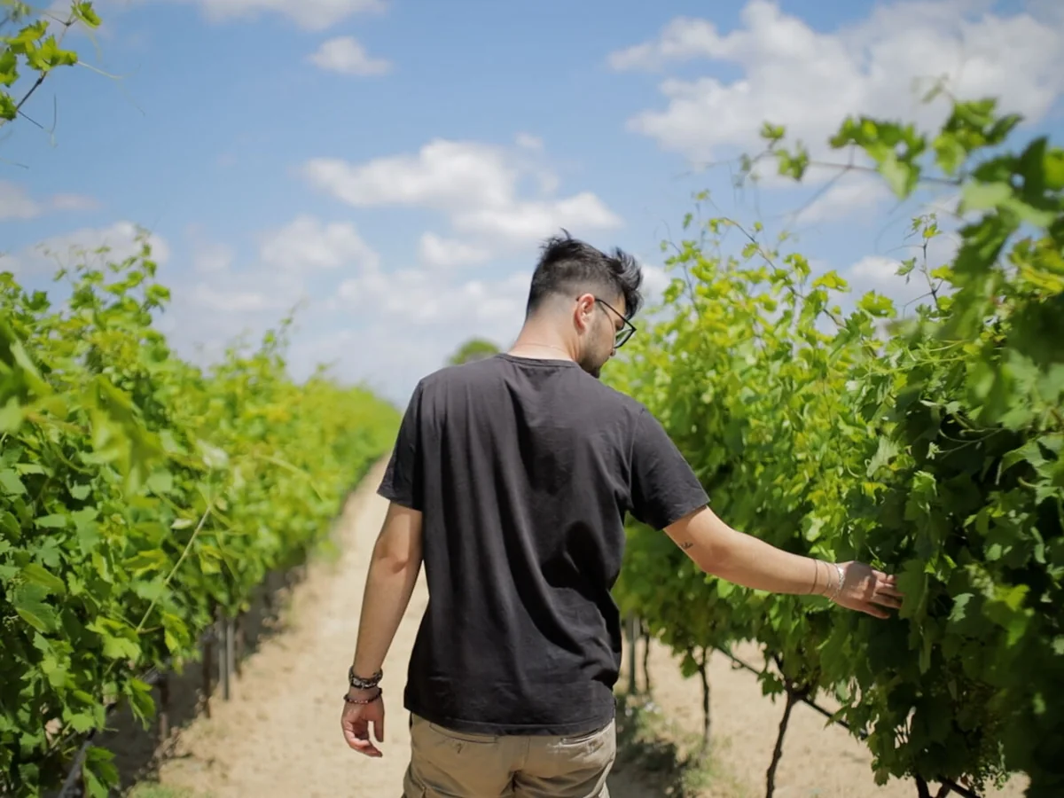 Filari curati a mano nei vigneti di Tenute Salentine, a Carosino